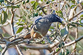 Greyish Saltator, Antigua, Guatemala, March 2015 - click for larger image