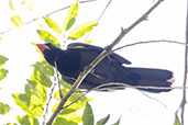 Black-throated Saltator, Itatiaia, Rio de Janeiro, Brazil, October 2022 - click on image for a larger view