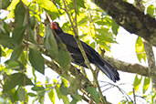 Black-throated Saltator, Itatiaia, Rio de Janeiro, Brazil, October 2022 - click on image for a larger view