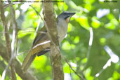 Buff-throated Saltator, Camacã, Bahia, Brazil, November 2008 - click for larger image