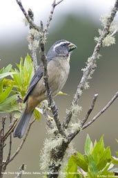 Buff-throated Saltator, Itatiaia, Rio de Janeiro, Brazil, November 2008 - click for larger image