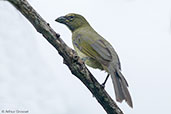 Buff-throated Saltator, Minca, Magdalena, Colombia, April 2012 - click for larger image