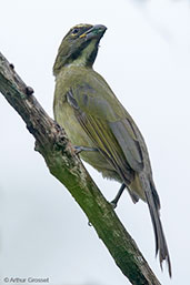 Buff-throated Saltator, Minca, Magdalena, Colombia, April 2012 - click for larger image