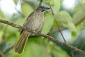 Buff-throated Saltator, Camacã, Bahia, Brazil, March 2004 - click for larger image