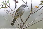 Green-winged Saltator, Boa Nova, Bahia, Brazil, October 2008 - click for larger image