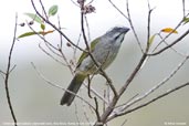 Green-winged Saltator, Boa Nova, Bahia, Brazil, October 2008 - click for larger image