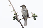 Streaked Saltator, Balsas, Cajamarca, Peru, October 2018 - click for larger image