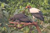 King Vulture, Serra de Carajás, Pará, Brazil, October 2005 - click for larger image