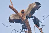 King Vulture, Serra de Carajás, Pará, Brazil, October 2005 - click for larger image