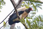 King Vulture, Serra de Carajás, Pará, Brazil, October 2005 - click for larger image