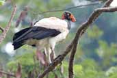 King Vulture, Serra de Carajás, Pará, Brazil, October 2005 - click for larger image