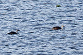 American Comb Duck, Laguna Ricurirocha, San Martin, Peru - click for larger image