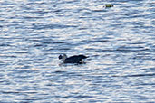 American Comb Duck, Laguna Ricurirocha, San Martin, Peru - click for larger image