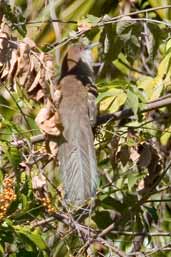 Great Lizard Cuckoo, La Güira, Cuba, February 2005 - click on image for a larger view