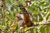 Great Lizard Cuckoo, La Güira, Cuba, February 2005 - click on image for a larger view