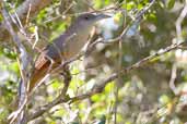 Great Lizard Cuckoo, Bermejas, Cuba, February 2005 - click on image for a larger view