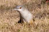 Great Lizard Cuckoo, Cayo Coco, Cuba, February 2005 - click on image for a larger view