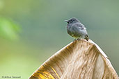 Black Phoebe, Montezuma, Tatamá, Risaralda, Colombia, April 2012 - click for larger image