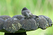 Black Phoebe, Otun-Quimbaya, Risaralda, Colombia, April 2012 - click for larger image