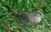Scaled Dove, Emas, Goiás, Brazil, April 2001 - click for larger image