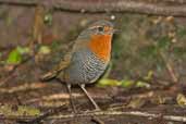 Chucao Tapaculo, Puyehue N.P., Chile, November 2005 - click for larger image