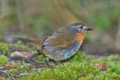 Chucao Tapaculo, Puyehue N.P., Chile, November 2005 - click for larger image