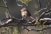 Chotoy Spinetail, Barra do Quaraí, Rio Grande do Sul, Brazil, August 2004 - click for larger image