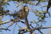 Chotoy Spinetail, Barra do Quaraí, Rio Grande do Sul, Brazil, August 2004 - click for larger image