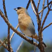 Cinnamon Tanager, Chapada Diamantina, Bahia, Brazil, July 2002 - click for larger image