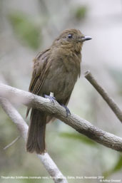 Thrush-like Schiffornis, Porto Seguro, Bahia, Brazil, November 2008 - click for larger image