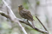 Thrush-like Schiffornis, Porto Seguro, Bahia, Brazil, November 2008 - click for larger image