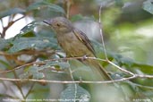 Thrush-like Schiffornis, Porto Seguro, Bahia, Brazil, November 2008 - click for larger image