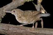 Female Silvered Antbird, Joanes, Ilha de Maraj&oacute;, Par&aacute;, Brazil, November 2005 - click for larger image