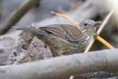 Female Silvered Antbird, Joanes, Ilha de Marajó, Pará, Brazil, November 2005 - click for larger image