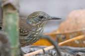 Female Silvered Antbird, Joanes, Ilha de Marajó, Pará, Brazil, November 2005 - click for larger image