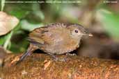 Rufous-breasted Leaftosser, Fazenda Angelim, Ubatuba, São Paulo, Brazil, December 2006 - click for larger image