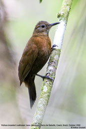 Rufous-breasted Leaftosser, Serra de Baturité, Ceará, Brazil, October 2008 - click for larger image