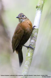 Rufous-breasted Leaftosser, Serra de Baturité, Ceará, Brazil, October 2008 - click for larger image