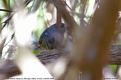 Diamantina Tapaculo, Mucugê, Bahia, Brazil, October 2008 - click for larger image