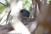 Diamantina Tapaculo, Mucugê, Bahia, Brazil, October 2008 - click for larger image