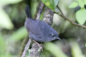 Diamantina Tapaculo, Itatiaia, Rio de Janeiro, Brazil, November 2008 - click for larger image