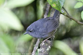 Diamantina Tapaculo, Itatiaia, Rio de Janeiro, Brazil, November 2008 - click for larger image