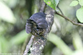 Diamantina Tapaculo, Itatiaia, Rio de Janeiro, Brazil, November 2008 - click for larger image