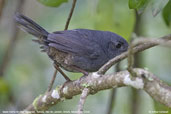 Diamantina Tapaculo, Itatiaia, Rio de Janeiro, Brazil, November 2008 - click for larger image