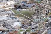 Ovenbird, Zapata Swamp, Cuba, February 2005 - click for larger image