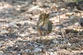 Ovenbird, Zapata Swamp, Cuba, February 2005 - click for larger image