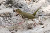 Ovenbird, Zapata Swamp, Cuba, February 2005 - click for larger image