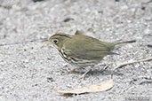 Ovenbird, Tikal, Guatemala, March 2015 - click for larger image