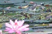 Louisiana Waterthrush, La Güira, Cuba, February 2005 - click for larger image