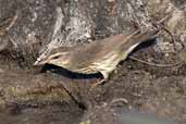 Louisiana Waterthrush, Soplillar, Zapata Swamp, Cuba, February 2005 - click for larger image